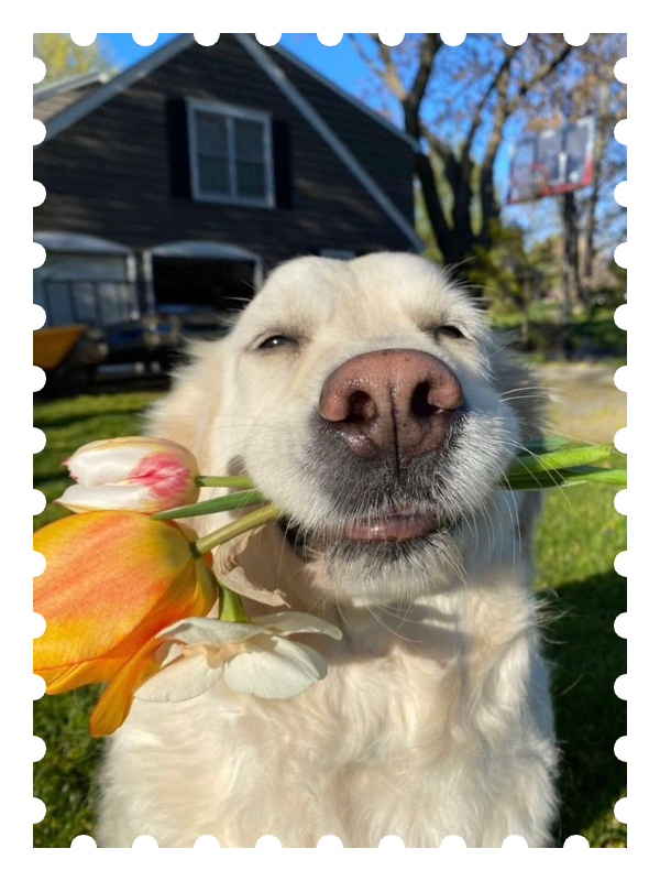 Stamp of a smiling dog holding tulips, made with Stamplets